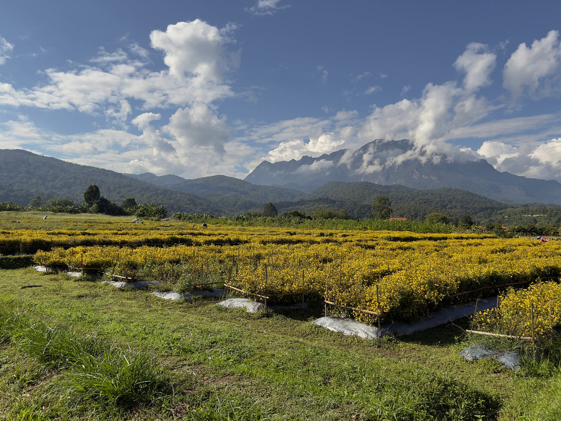 From Farm to Cup: The Journey of Our Organic Flower Tea