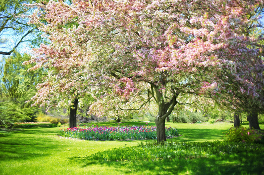 Sip Into Spring: How Flower Tea Supports Seasonal Transition & Wellness