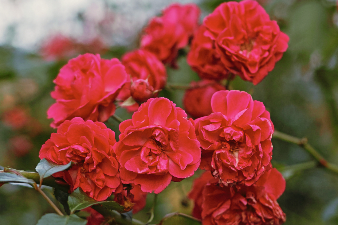 Close-up of blooming red Damask roses in a lush garden setting.
