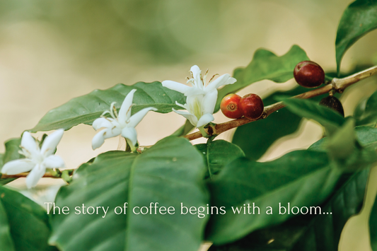 Close-up of white coffee flowers blooming beside red coffee cherries with text overlay: “The story of coffee begins with a bloom…”